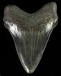Serrated, Juvenile Megalodon Tooth #70570-1
